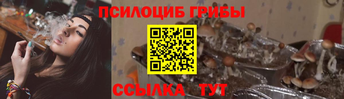 Псилоцибиновые грибы GOLDEN TEACHER  Вход с VPN  Красноармейск 